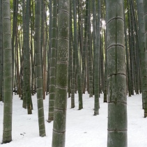 Winter in Bamboo Forest